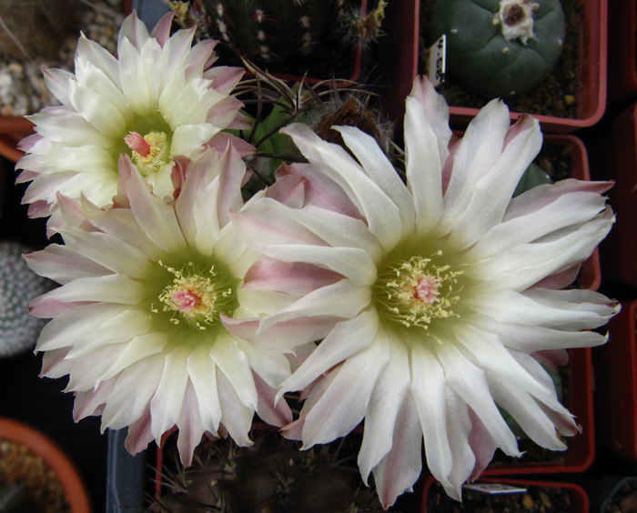 Eriosyce taltalensis var. taltalensis in flower